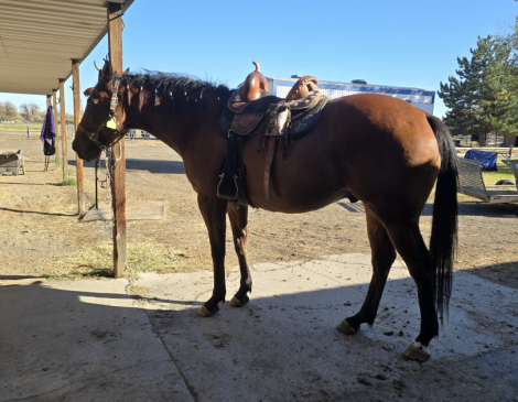 HorseID: 2306092 Jam Of Slew - PhotoID: 1089771