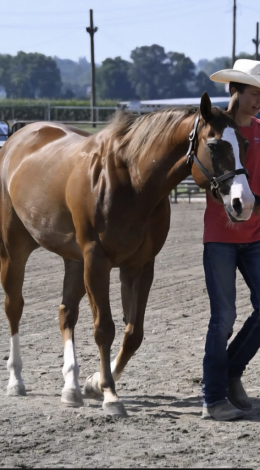 HorseID: 2306096 Hes Counting Cash - PhotoID: 1089705