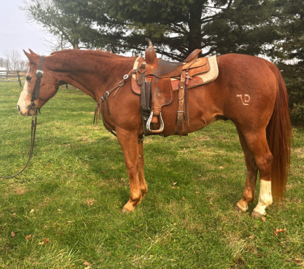 HorseID: 2306099 Dallas - PhotoID: 1089708