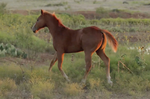 HorseID: 2306100 WHIZ FIRE WATER - PhotoID: 1089789