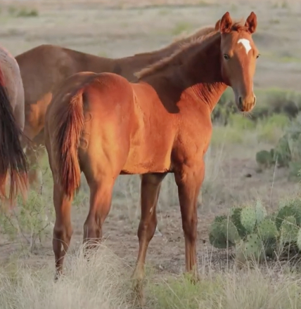 HorseID: 2306101 CHARMER FAME - PhotoID: 1089790