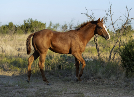 HorseID: 2306103 CHARMING FIRE WATER - PhotoID: 1089715