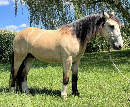 HorseID: 2306105 Skylark - PhotoID: 1089716