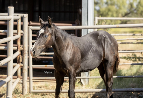 HorseID: 2306106 IRISH FAME - PhotoID: 1089717