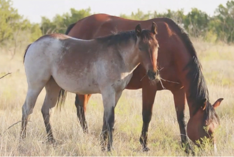 HorseID: 2306107 SHESA QUENTICE - PhotoID: 1089791