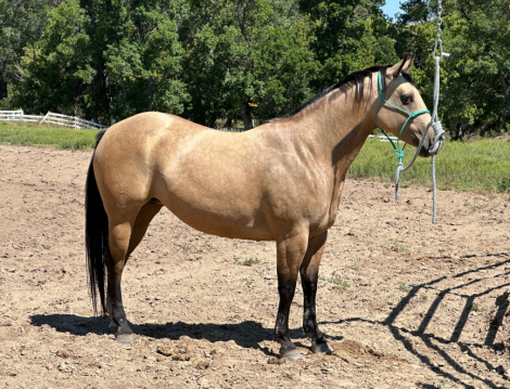 HorseID: 2306110 Docs BuckskinStar - PhotoID: 1089719