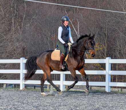 HorseID: 2306111 Matsoe JDV - PhotoID: 1089720