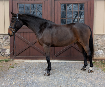 HorseID: 2306111 Matsoe JDV - PhotoID: 1089721