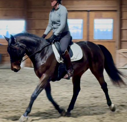 HorseID: 2306111 Matsoe JDV - PhotoID: 1089722