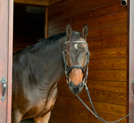 HorseID: 2306111 Matsoe JDV - PhotoID: 1089723