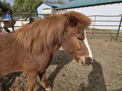 HorseID: 2306117 Tjaldari - PhotoID: 1089767