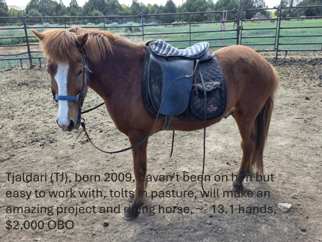 HorseID: 2306117 Tjaldari - PhotoID: 1089768