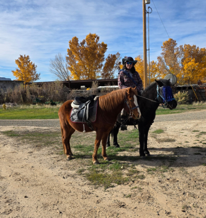 HorseID: 2306117 Tjaldari - PhotoID: 1089769