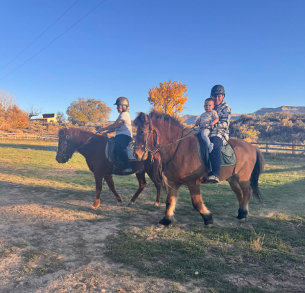 HorseID: 2306117 Tjaldari - PhotoID: 1089770