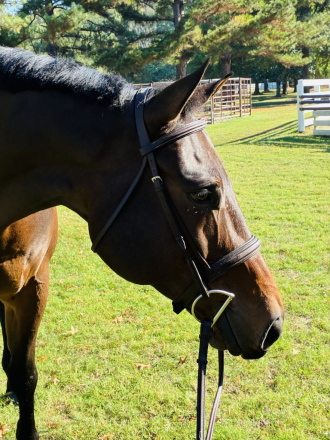 HorseID: 2306118 Siesta Bay - PhotoID: 1089728