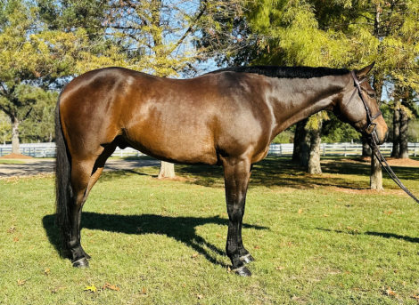 HorseID: 2306118 Siesta Bay - PhotoID: 1089729