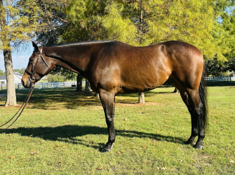 HorseID: 2306118 Siesta Bay - PhotoID: 1089730