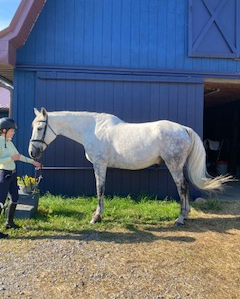 HorseID: 2306125 Latham - PhotoID: 1089766