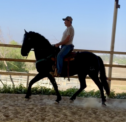 HorseID: 2306126 Ferrari - PhotoID: 1089765