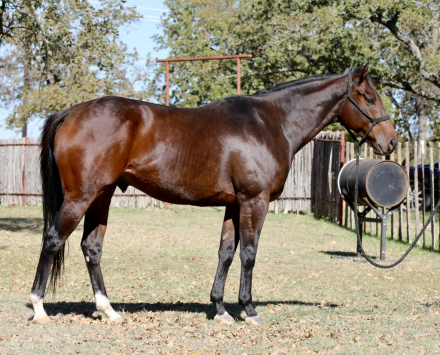 HorseID: 2306127 Da Ringo - PhotoID: 1089773