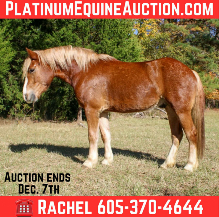 HorseID: 2306131 Whiskies Jack D TR - PhotoID: 1089774