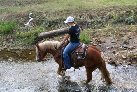 HorseID: 2306131 Whiskies Jack D TR - PhotoID: 1089775