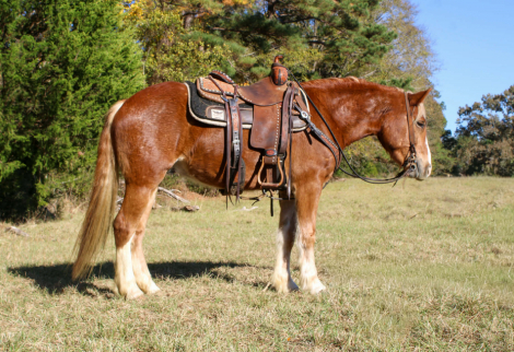 HorseID: 2306131 Whiskies Jack D TR - PhotoID: 1089777