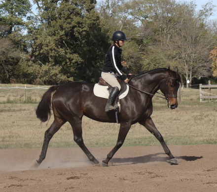 HorseID: 2306132 Sure Thing Sheila - PhotoID: 1089778