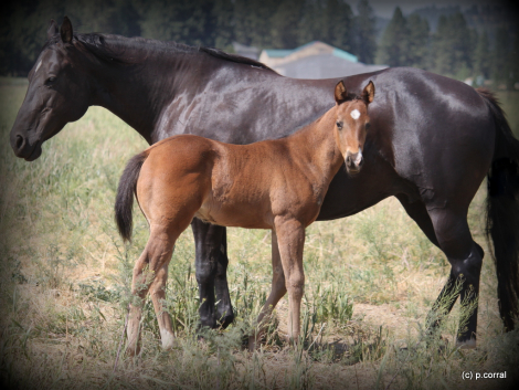 HorseID: 2306134 Kiss The Con Man - PhotoID: 1089779