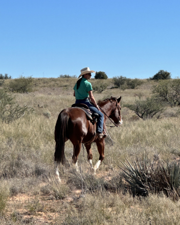 HorseID: 2306136 PBars Native Frost - PhotoID: 1089794