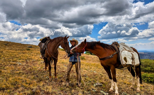 HorseID: 2306136 PBars Native Frost - PhotoID: 1089797