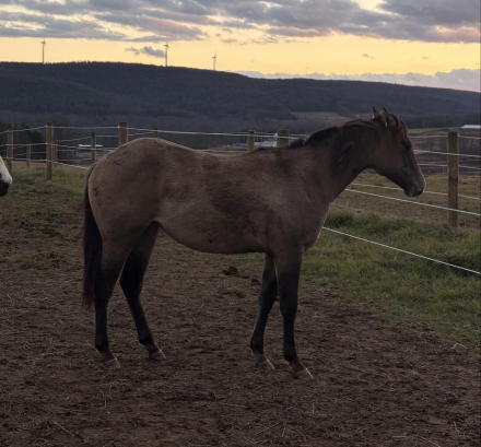 HorseID: 2306141 PNP Storm Brewin - PhotoID: 1089799