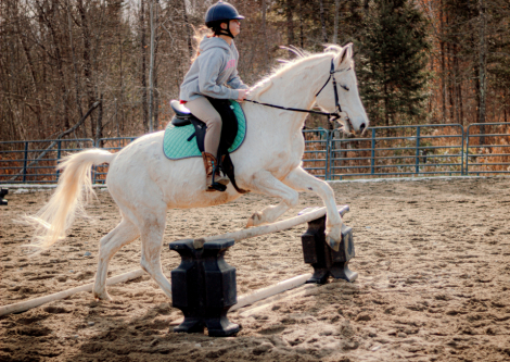 HorseID: 2306142 Bo Jangle - PhotoID: 1089801