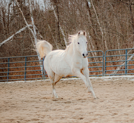 HorseID: 2306142 Bo Jangle - PhotoID: 1089802