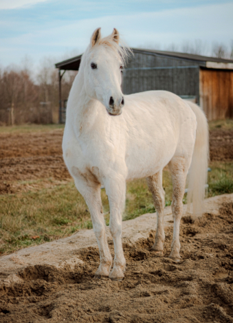 HorseID: 2306142 Bo Jangle - PhotoID: 1089803