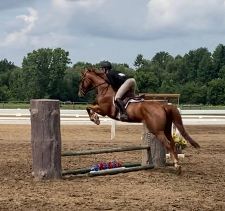 HorseID: 2306157 Mia - PhotoID: 1089805