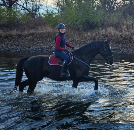 HorseID: 2306160 Karino - PhotoID: 1089809