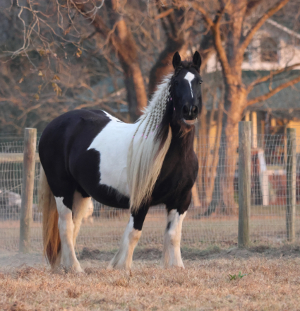 HorseID: 2306161 WR Heavenly Nile - PhotoID: 1089811