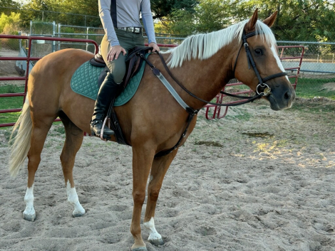 HorseID: 2306171 Ruby - PhotoID: 1089815