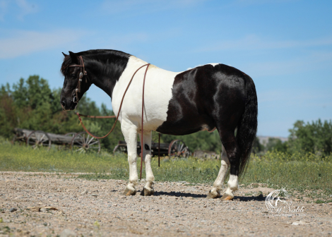 HorseID: 2306172 Domino - PhotoID: 1089823