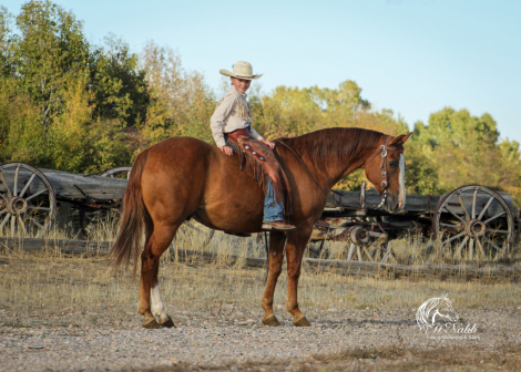 HorseID: 2306173 Prince - PhotoID: 1089827