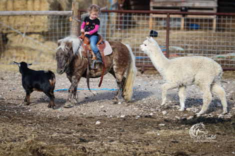 HorseID: 2306174 Little Dolittle - PhotoID: 1089826