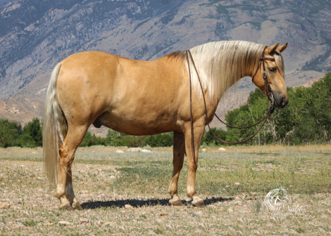 HorseID: 2306175 Pudding - PhotoID: 1089828