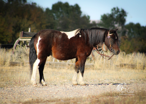 HorseID: 2306176 Kiwi - PhotoID: 1089825
