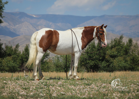 HorseID: 2306182 Cactus - PhotoID: 1089822