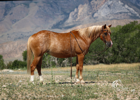 HorseID: 2306183 Apple Butter - PhotoID: 1089821