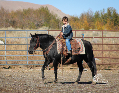 HorseID: 2306185 Sherman - PhotoID: 1089829