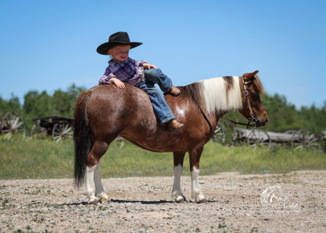 HorseID: 2306186 Kit Kat - PhotoID: 1089824