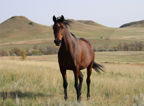 HorseID: 2306188 Amira - PhotoID: 1089830