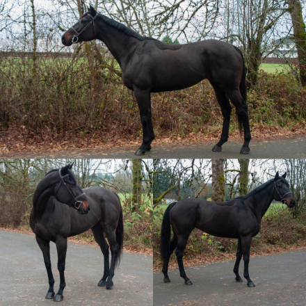 HorseID: 2306189 U Betch Yer Boots - PhotoID: 1089806